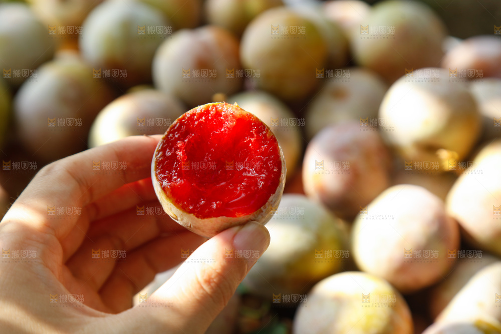 地上放着的现摘芙蓉李