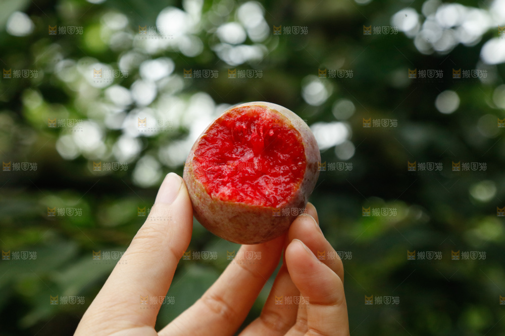 手里拿着芙蓉李