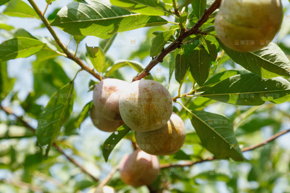树上的新鲜芙蓉李