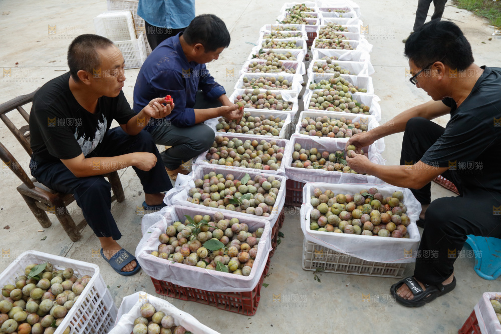 地上放着的现摘芙蓉李