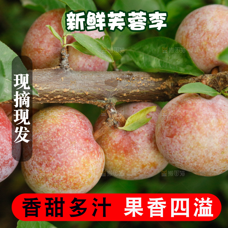 树上的新鲜芙蓉李