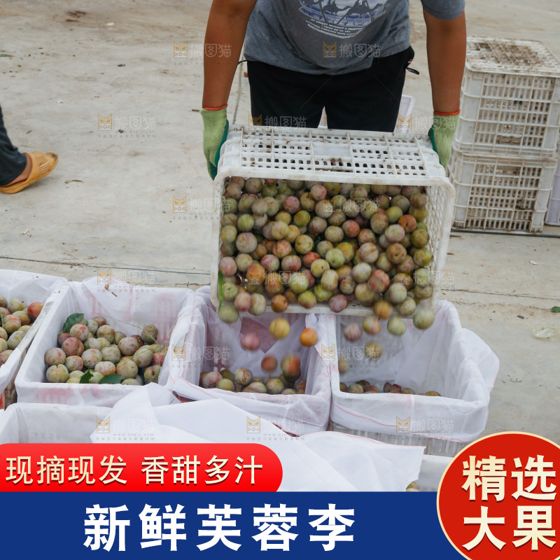 地上放着的现摘芙蓉李
