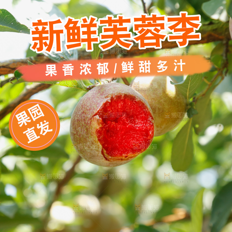 树上的新鲜芙蓉李