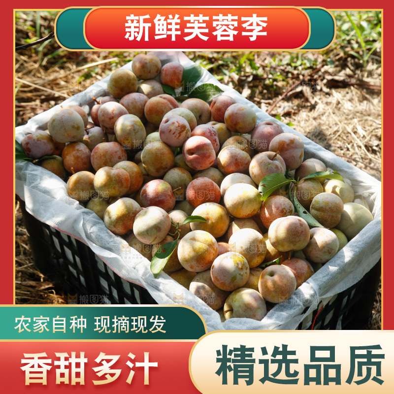 地上放着的现摘芙蓉李
