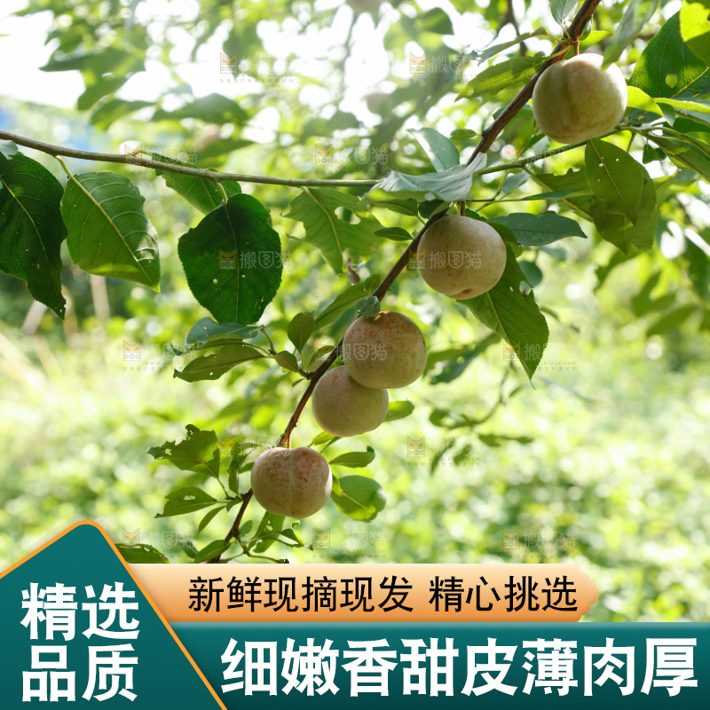 树上的新鲜芙蓉李