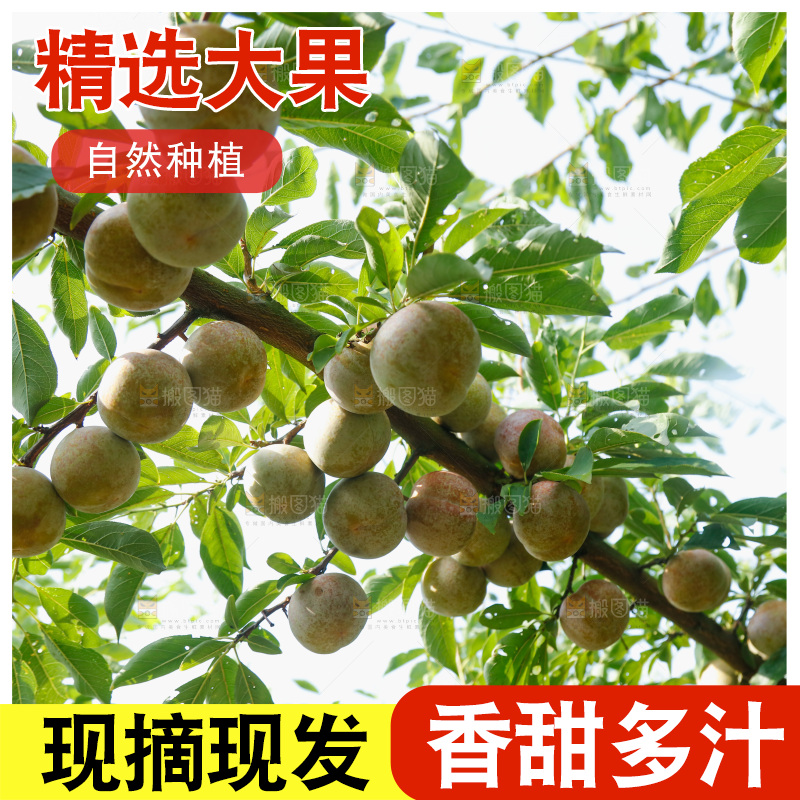 树上的新鲜芙蓉李