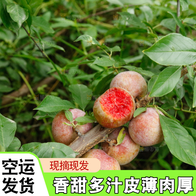 树上的新鲜芙蓉李
