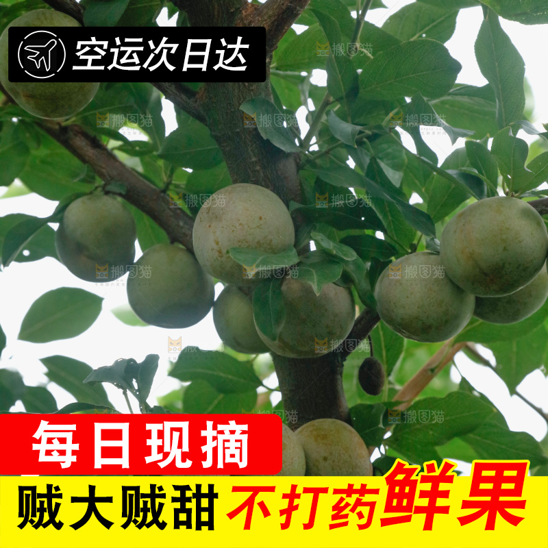 树上的新鲜芙蓉李