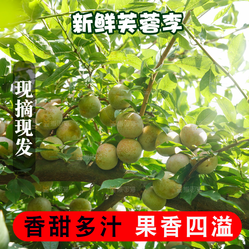 树上的新鲜芙蓉李