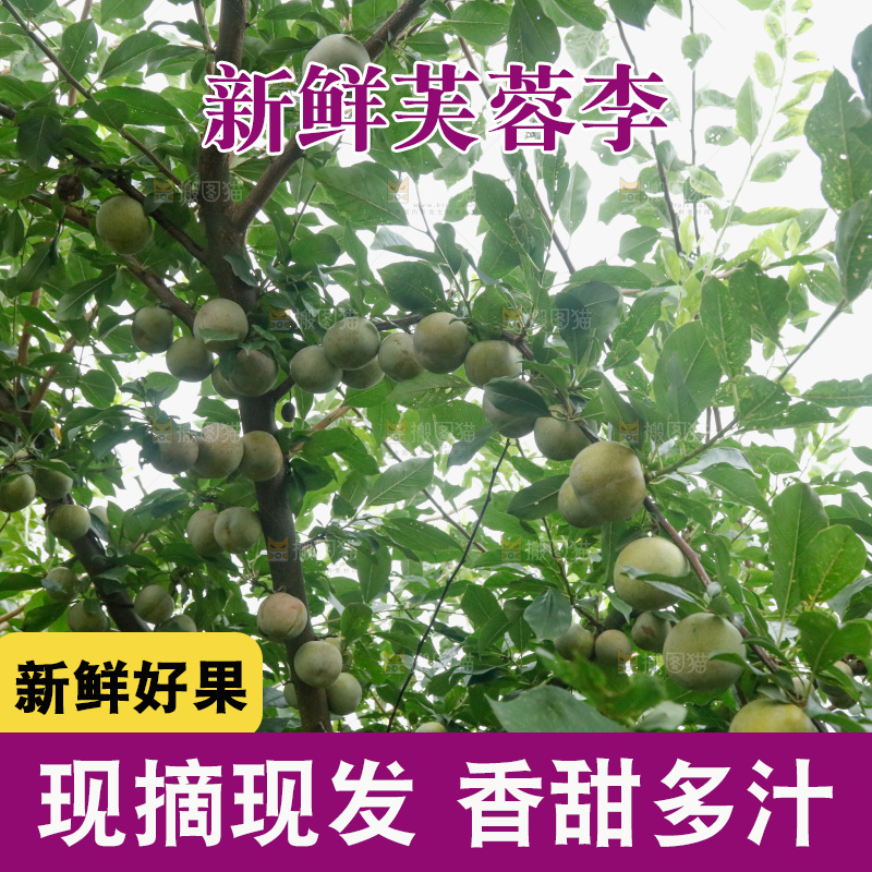 树上的新鲜芙蓉李