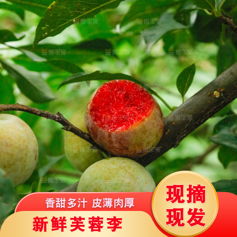 树上的新鲜芙蓉李