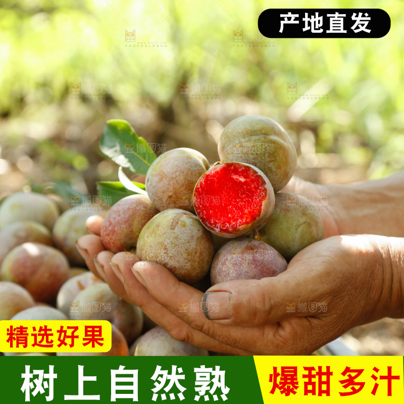 手里拿着芙蓉李
