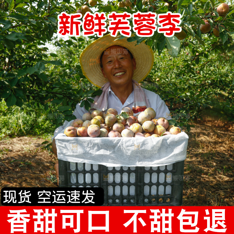 手里拿着芙蓉李