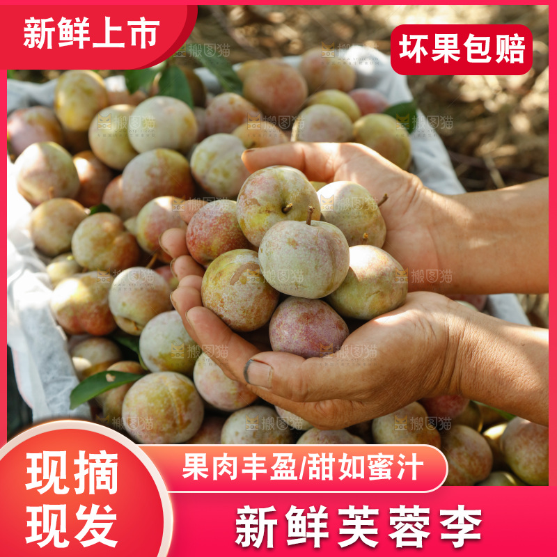 手里拿着芙蓉李