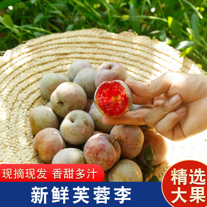 手里拿着芙蓉李
