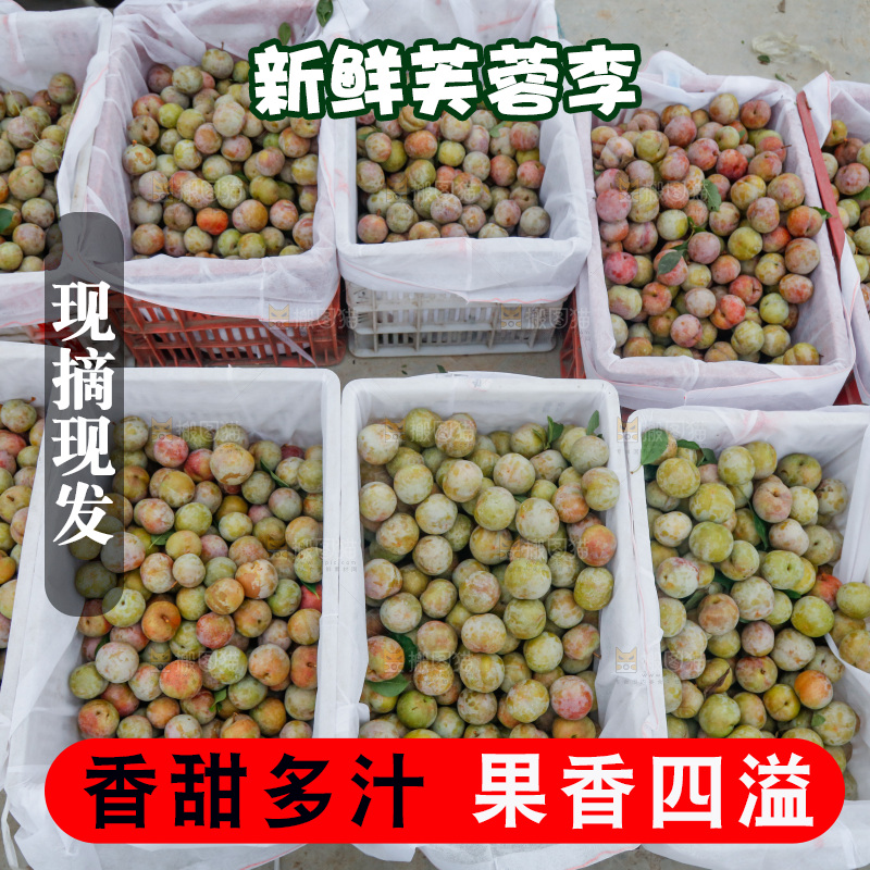 地上放着的现摘芙蓉李