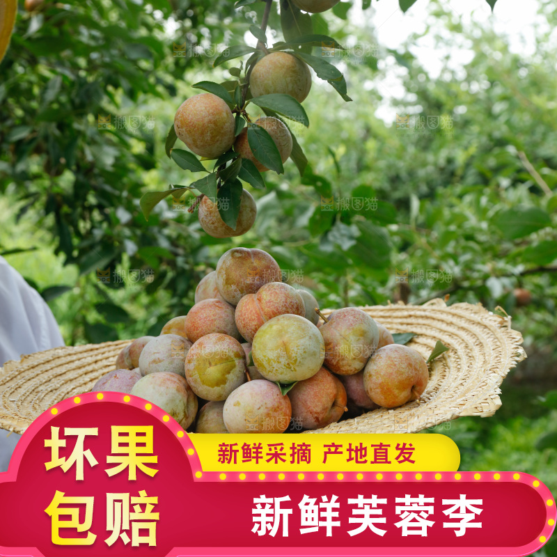 手里拿着芙蓉李