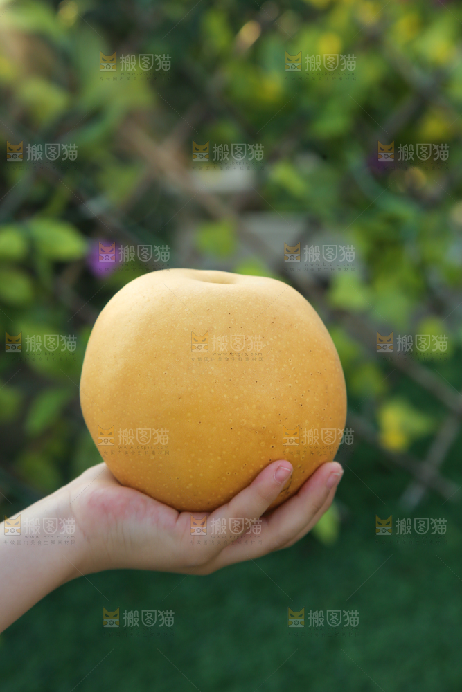 手里拿着秋月梨