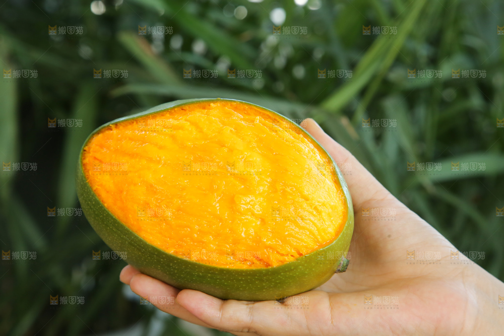 手里拿着凯特芒