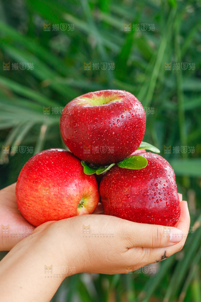 手里拿着红露苹果