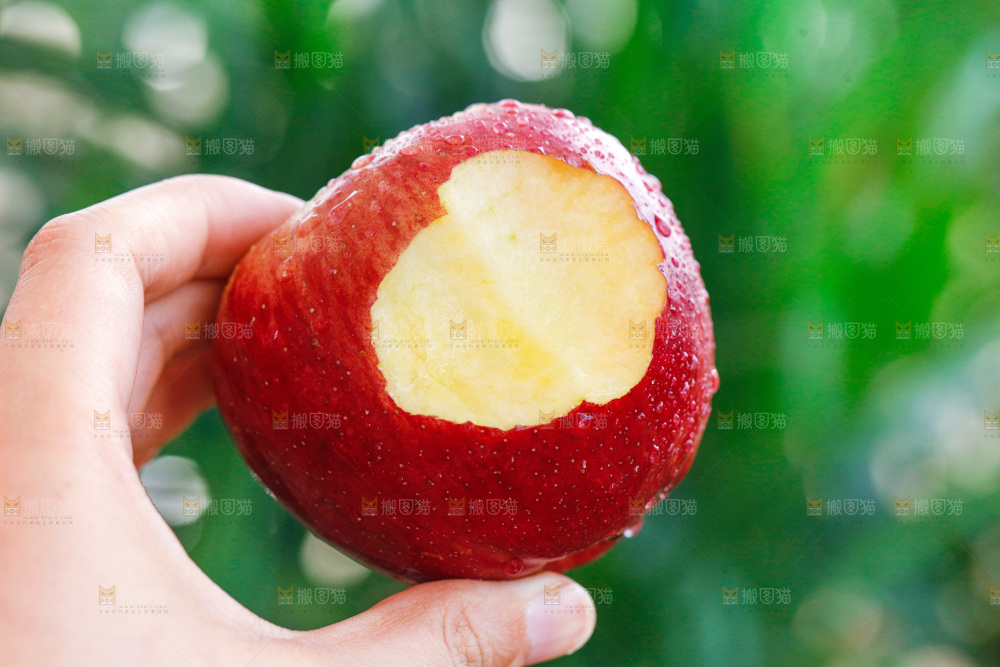 手里拿着红露苹果
