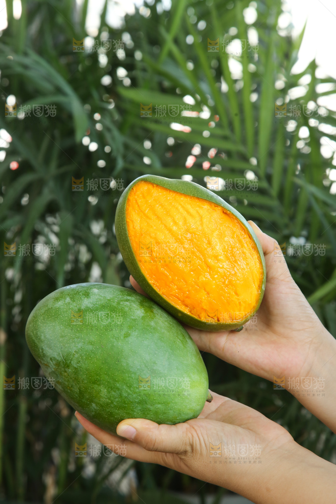 手里拿着凯特芒