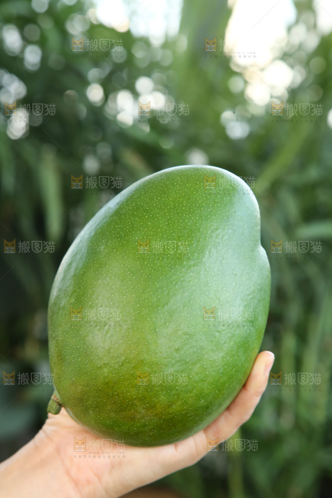 手里拿着凯特芒