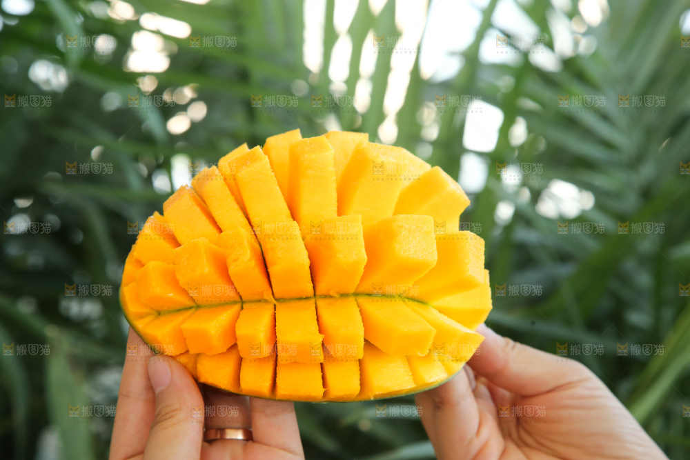 手里拿着凯特芒