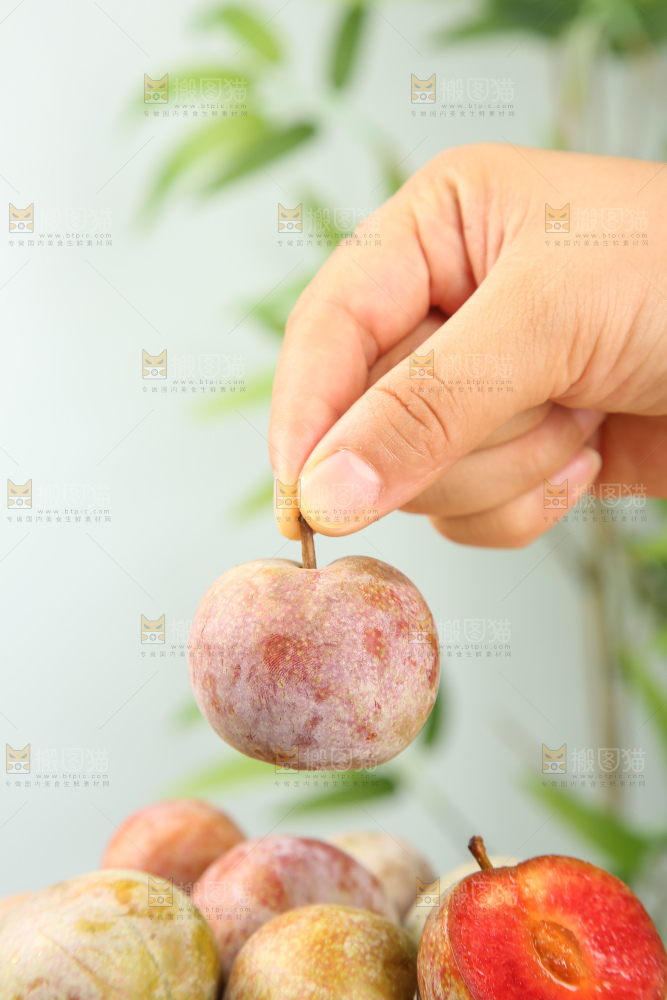 浅底上的芙蓉李