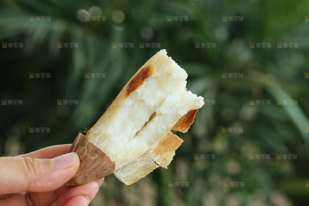 手里拿着白心冰糖薯