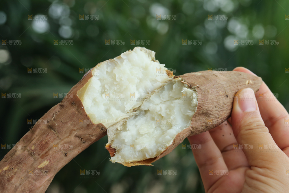 手里拿着白心冰糖薯