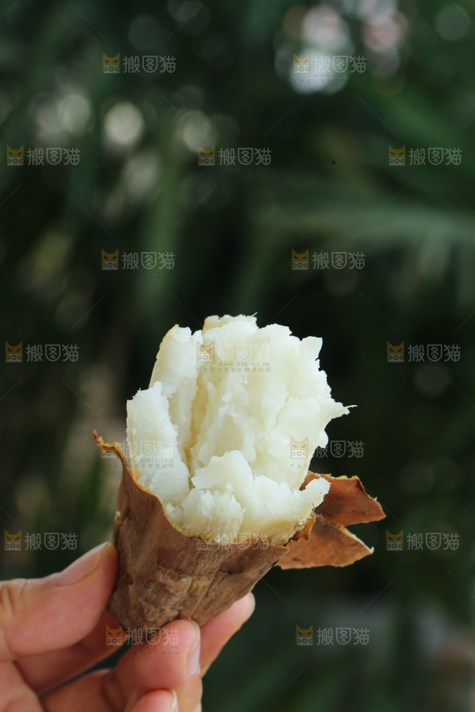 手里拿着白心冰糖薯