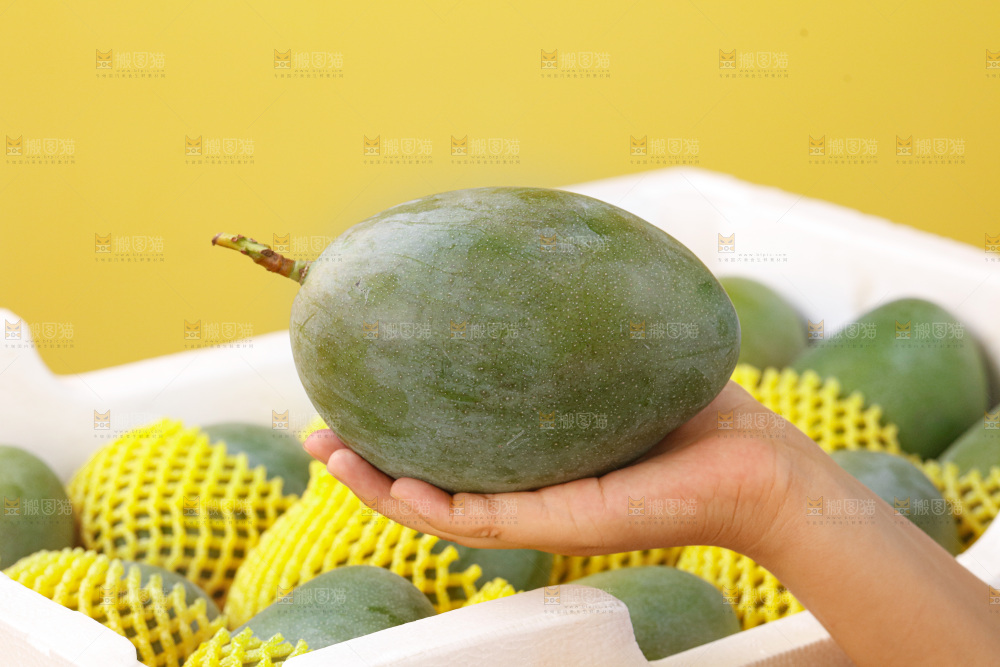 手里拿着凯特芒