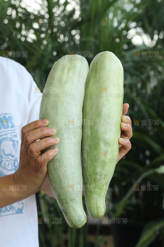 手里拿着羊角蜜甜瓜