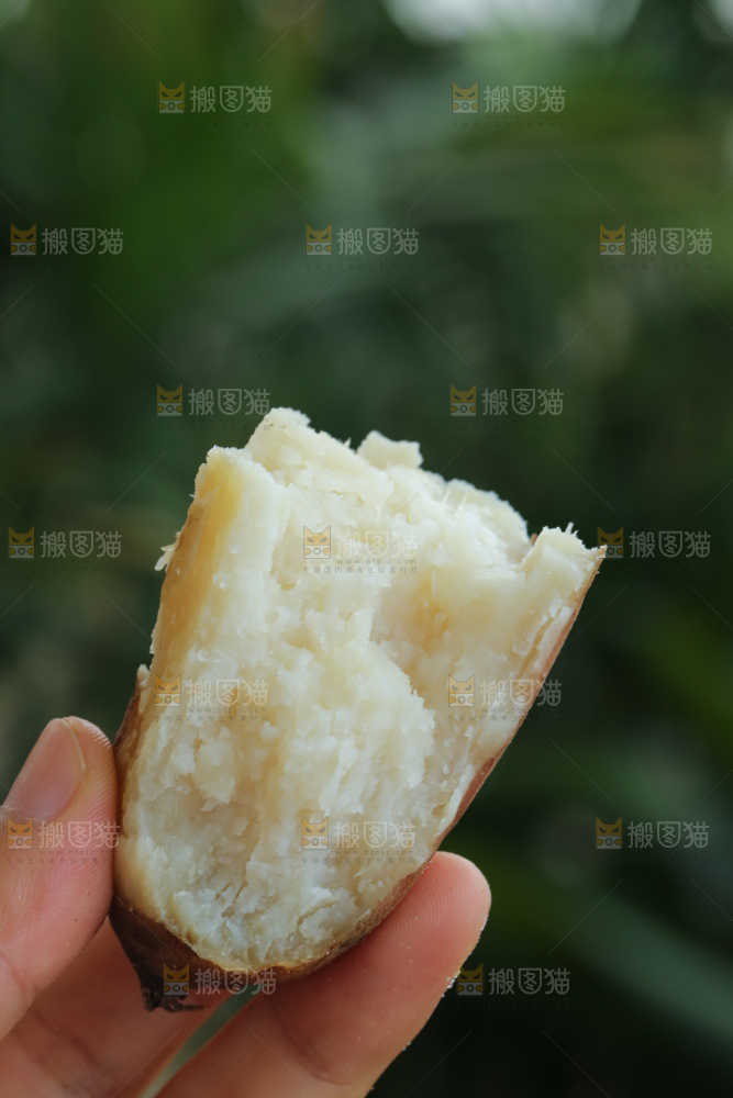 手里拿着白心冰糖薯