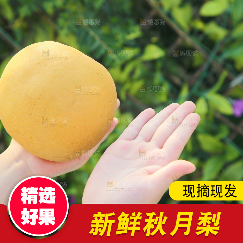 手里拿着秋月梨