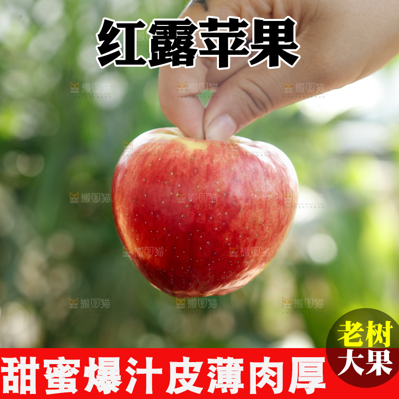 手里拿着红露苹果