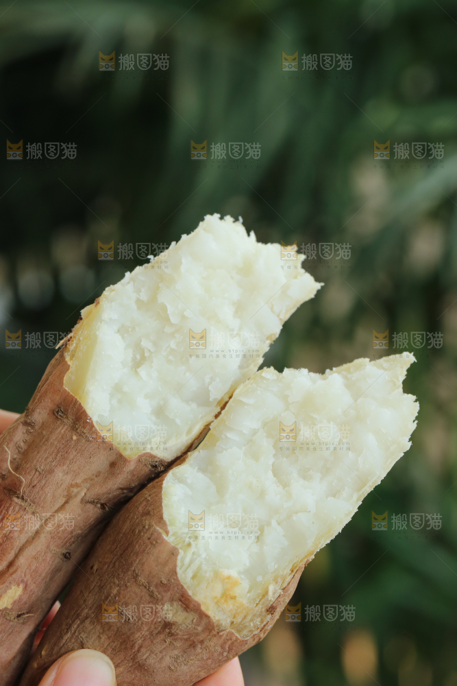 手里拿着白心冰糖薯