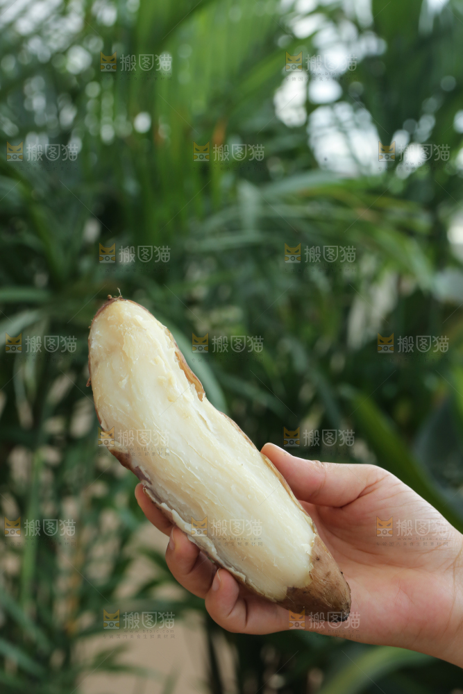 手里拿着白心冰糖薯