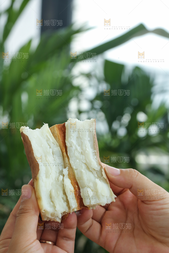 手里拿着白心冰糖薯