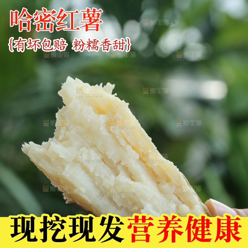 手里拿着白心冰糖薯