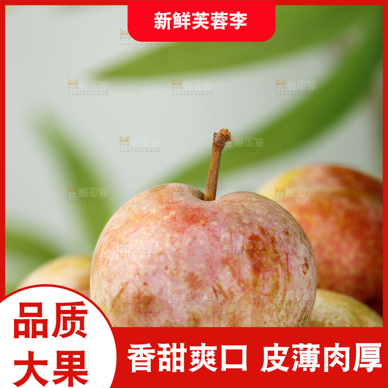 浅底上的芙蓉李