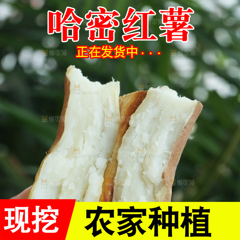 手里拿着白心冰糖薯