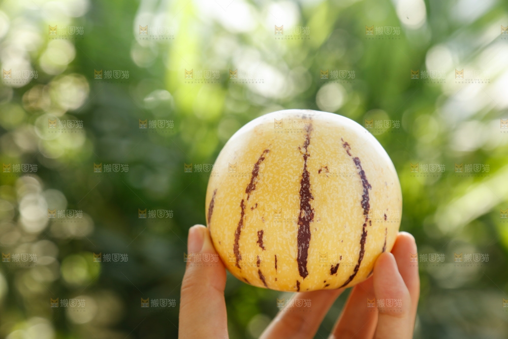 手里拿着石林人参果