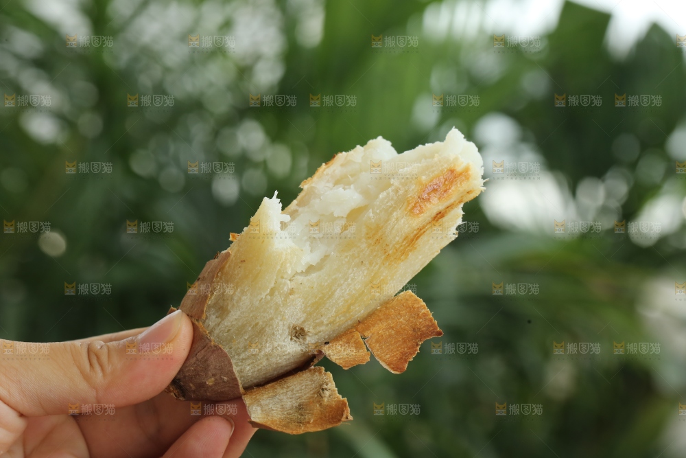 手里拿着白心冰糖薯