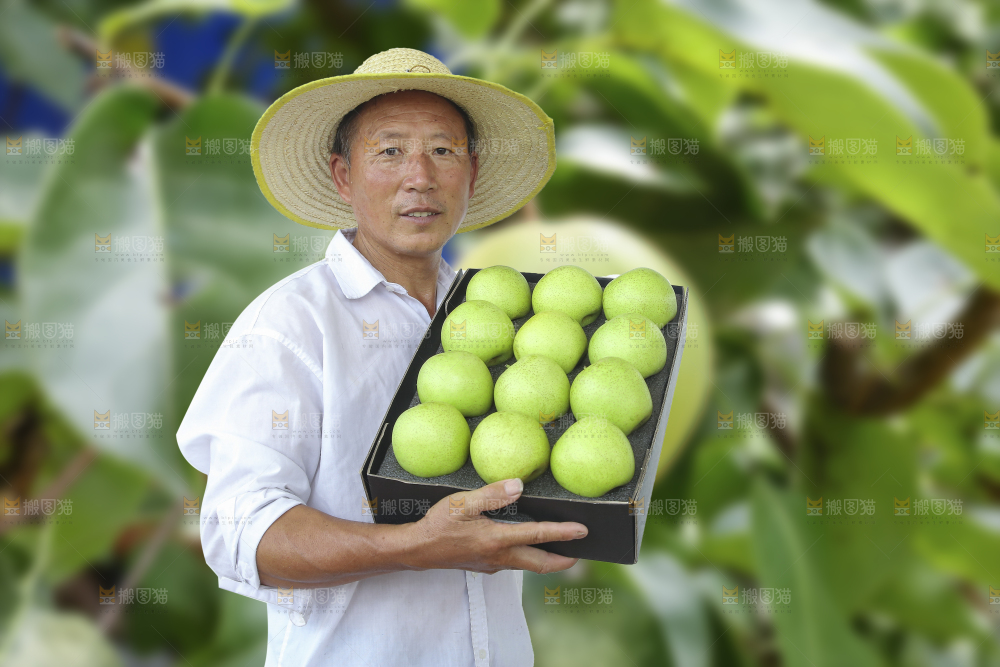 手里拿着一盒青皇冠梨