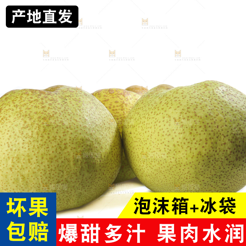 白底上的砀山酥梨