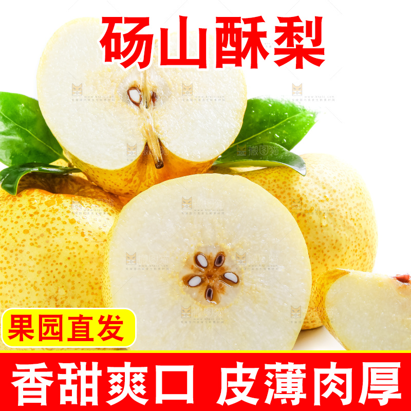 白底上的砀山酥梨