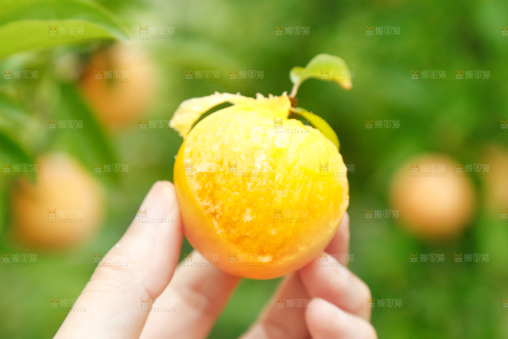 手里拿着冰糖李