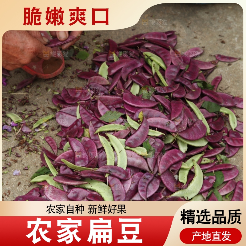 地上的新鲜紫扁豆